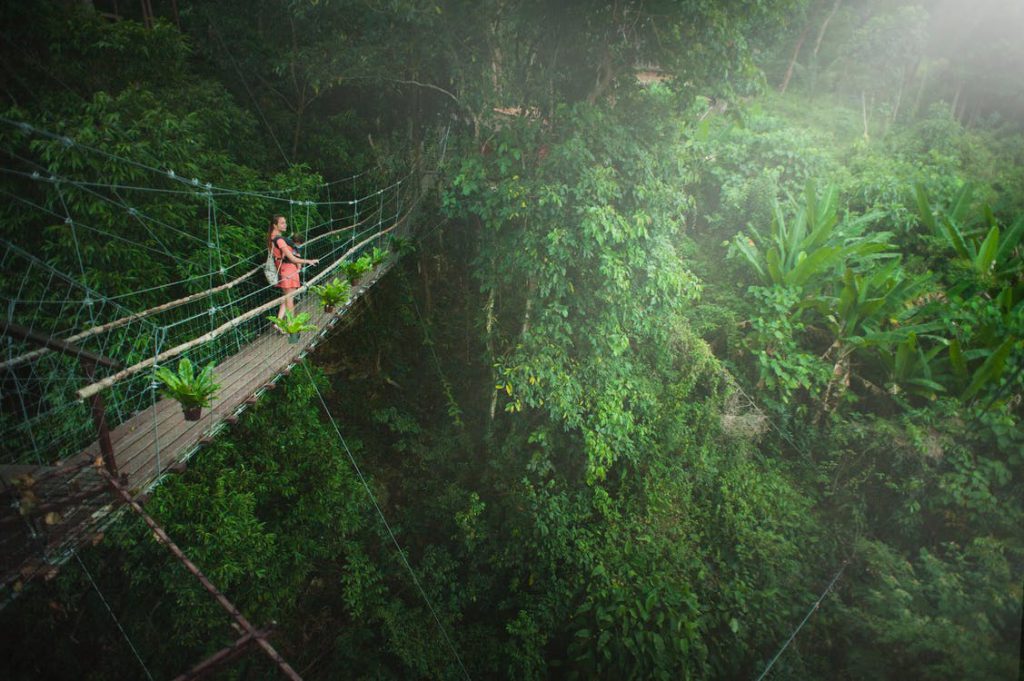 Amazon Rain Forrest